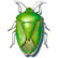 Beveled Green stink bug Nezara viridula Linnaeus