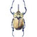 Beveled Elephant beetle Megasoma elephas