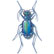 Beveled Tiger beetle Cicindela