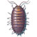 Beveled Sowbug pillbug Porcellio scaber