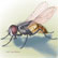 Beveled Housefly Musca domestica Linnaeus