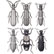 Beveled Checkered beetles beetle