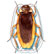 Beveled American cockroach Periplaneta americana Linnaeus