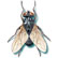 Beveled Housefly 2 Musca domestica Linnaeus