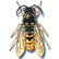 Beveled Yellowjacket Paravespula vulgaris