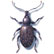 Beveled Black vine weevil Otiorhynchus sulcatus