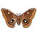 Beveled Polyphemus moth Antheraea polyphemus