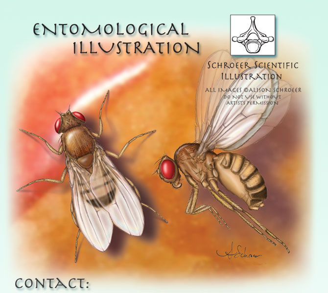 Center Contact Fruit Flies Drosophilia melanogaster