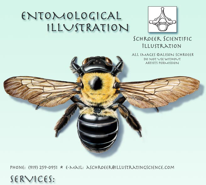 Central-Carpenter-Bee-Illustration