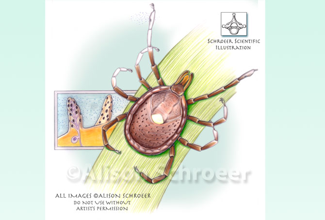 Portfolio 1 Lone star tick illustration Amblyomma americanum