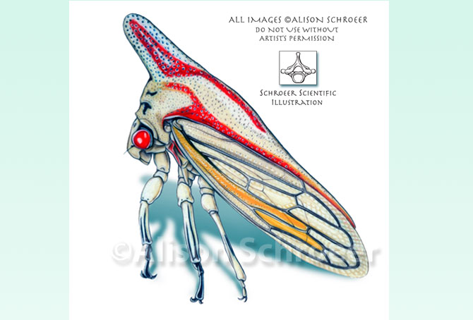 Portfolio 10 Oak leaf hopper illustration