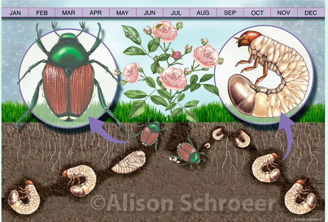 Large-11-Japanese-Beetle-Lifecycle-Illustration-Popillia-japonica-Newman.jpg