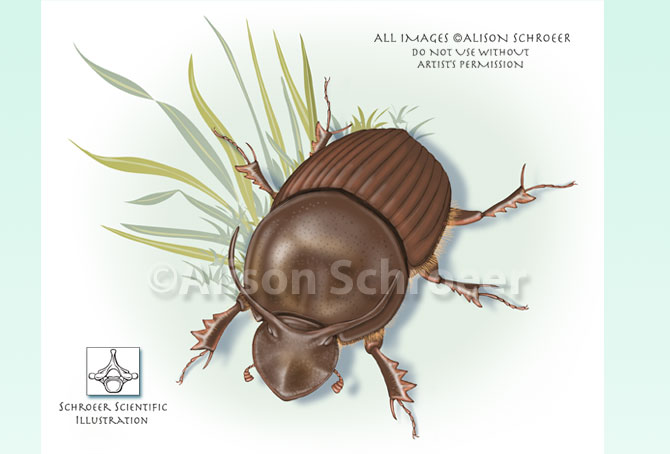 Portfolio 12 Bull headed dung beetle illustration Onthophagus taurus Schreber