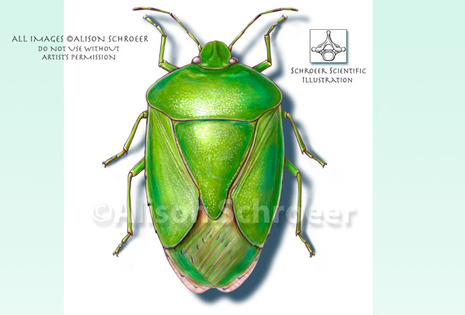 Portfolio 13 Green stink bug illustration Nezara viridula Linnaeus