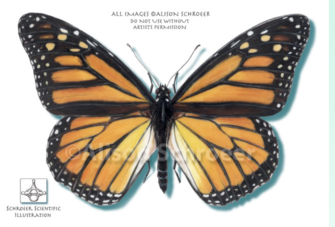 Portfolio 14 Monarch butterfly illustration Danaus plexippus