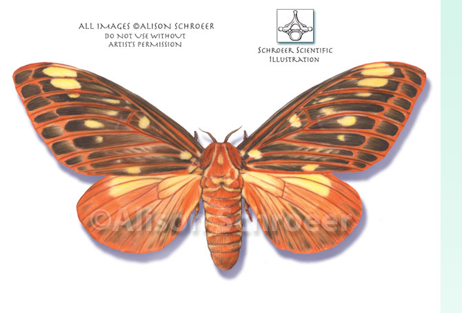 Portfolio 20 Regal moth illustration Citheronia regalis Fabricius