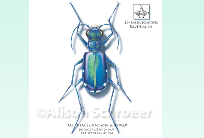 Portfolio 25 Six-spotted tiger beetle illustration Cicindela sexguttata