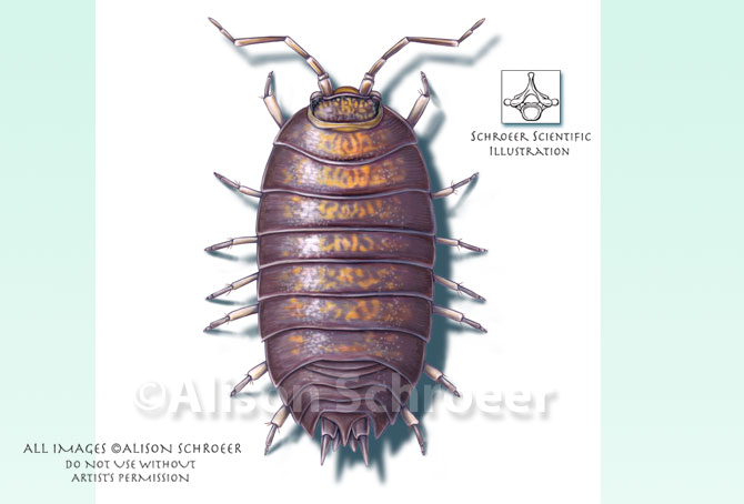 Portfolio 31 Sowbug pillbug roly poly illustration Porcellio scaber