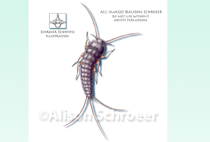 Portfolio 34 Silverfish illustration Lepisma saccharina Linnaeus