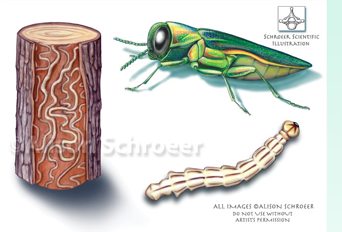 Portfolio 35 Emerald ash borer illustration Agrilus planipennis Fairemaire