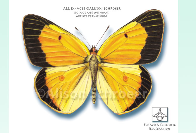 Portfolio 38 Alfalfa butterfly Orange sulfur illustration Colias eurytheme Boisduval