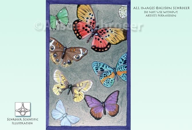 Portfolio 39 Gilded butterfly specimen illustration collage 1