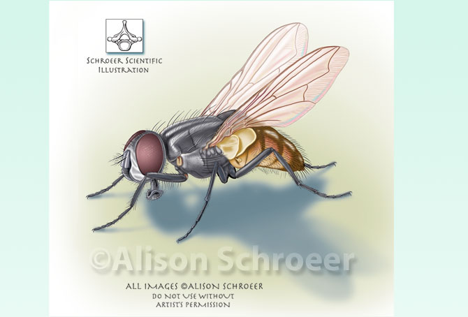 Portfolio 4 Housefly Illustration 1 Musca domestica L