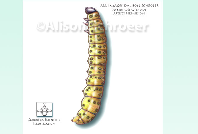 Portfolio 45 Sod webworm larva illustration Crambus sp.