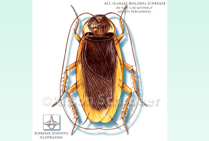 Portfolio 46 American cockroach illustration Periplaneta americana Linnaeus