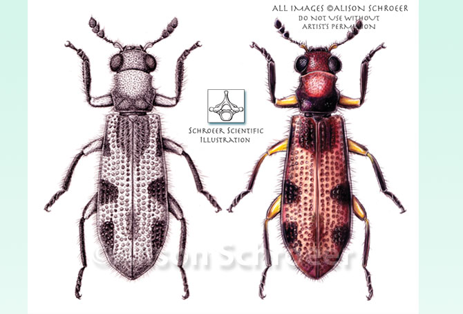 Portfolio 49 Checkered beetle illustration Madoniella texis Opitz