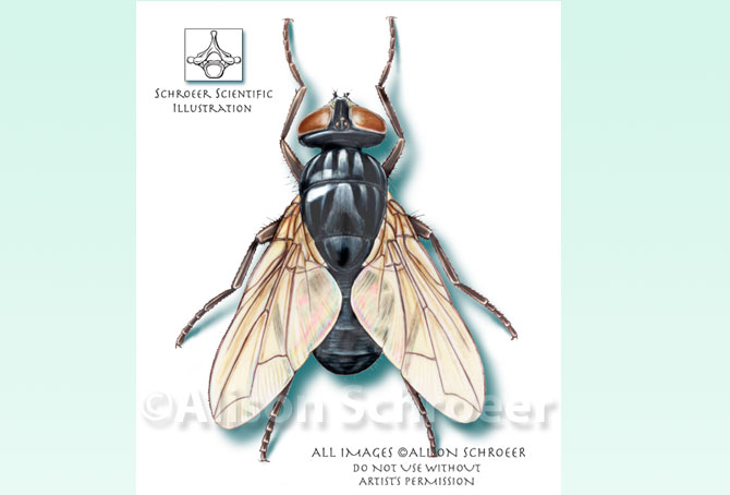 Portfolio 5 Housefly Illustration 2 Musca domestica L