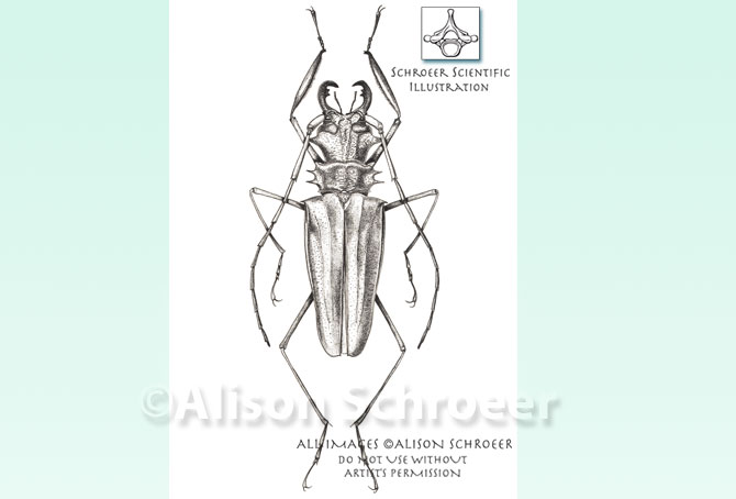 Portfolio 50 Stippled Asian beetle illustration