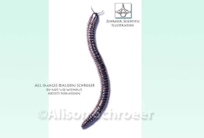 Portfolio 51 Millipede illustration Parajulus venustus Wood