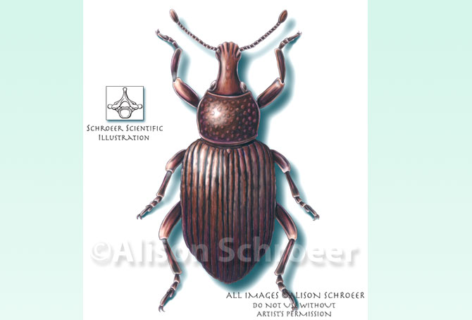 Portfolio 52 Annual bluegrass weevil illustration Listronotus maculicollis Dietz