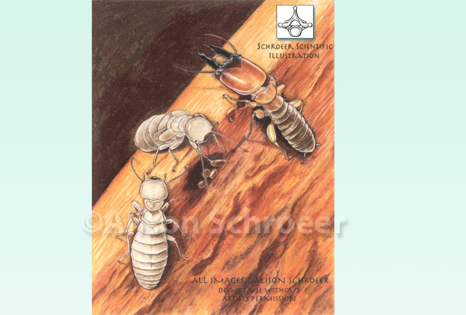 Portfolio 58 Damp wood termite illustration Zootermopsis nevadiensis