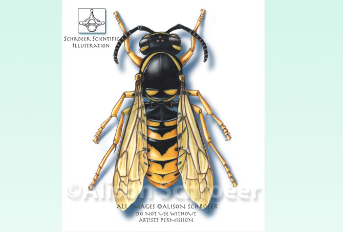 Portfolio 6 Yellowjacket 