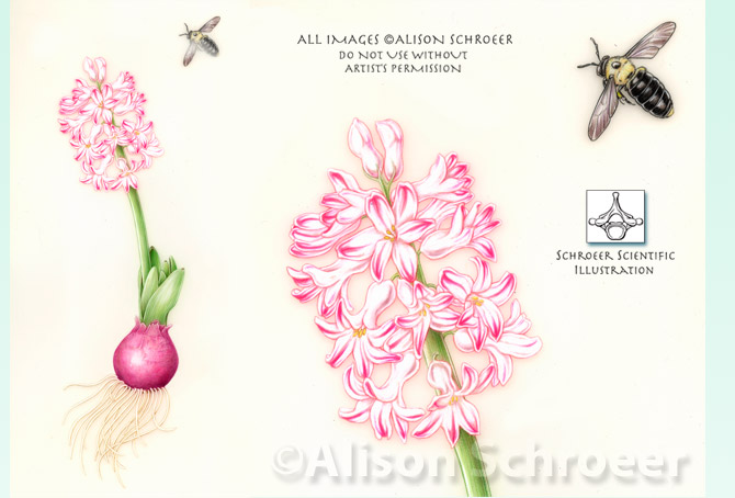 Portfolio 61 Carpenter bee and hyacinth illustration Xylocopa virginica L.