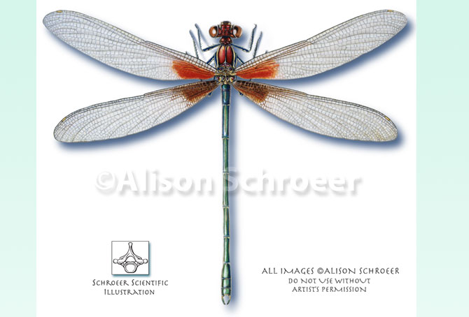 Portfolio 7 American Rubyspot Damselfly Illustration 